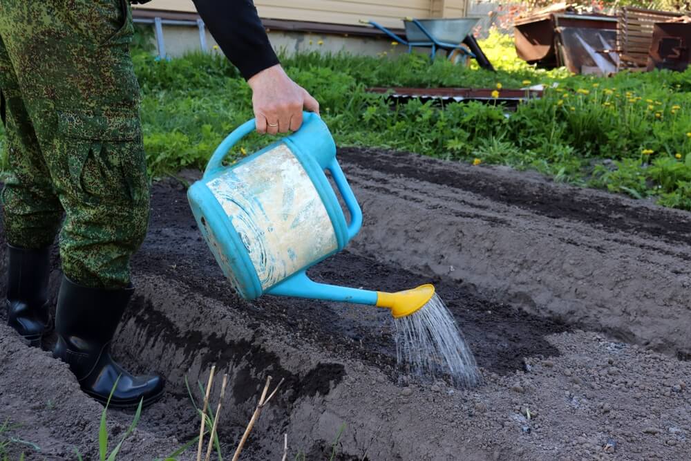 cultiver des légumes