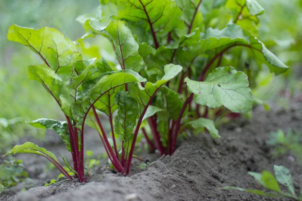 plantations de légumes et herbes